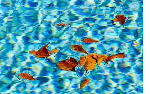 Schwimmteich vs. Pool: Die Unterschiede