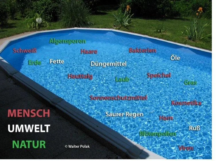 Was alles in das Beckenwasser eingetragen wird - Grafik von Walter Polak